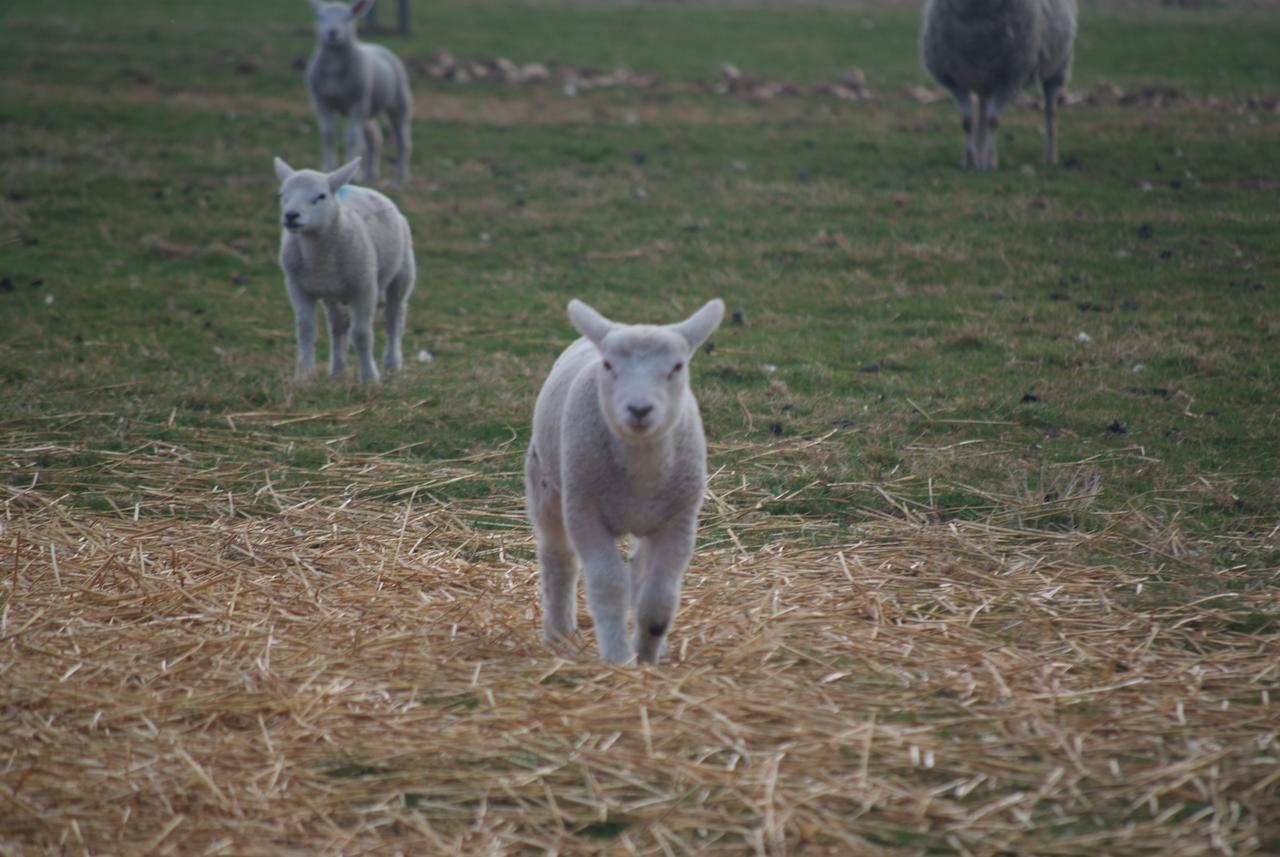 Woodhouse Farm Lodge Spalding Bagian luar foto