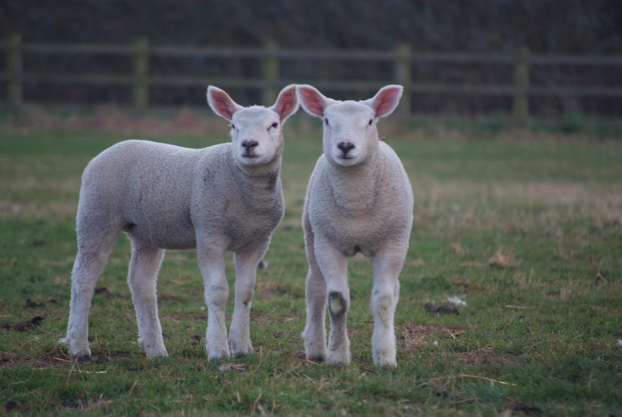 Woodhouse Farm Lodge Spalding Bagian luar foto